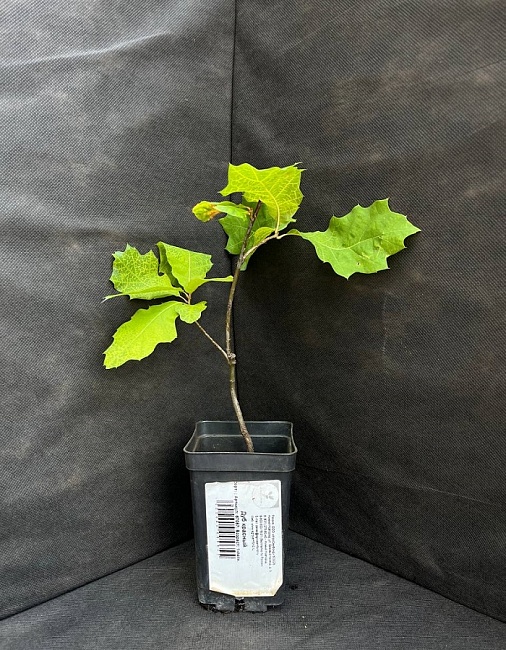 Дуб красный 1 шт Р9